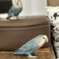 طوطی برزیلی جفت(دستی)|پرنده|جوانرود, |دیوار