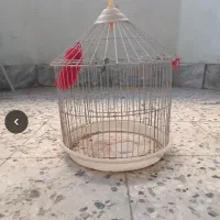 قفس گرد درحد نو