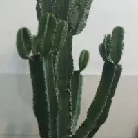 گیاه کاکتوس