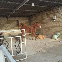 اسب کره مادیان