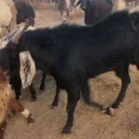 بزغاله نر وقوچ|حیوانات مزرعه|سمیرم, |دیوار