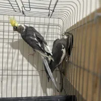 عروس هلندی با جوجه