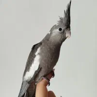 عروس هلندی|پرنده|جعفرآباد, |دیوار