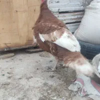 بوقلمون نرمحلی رنگ شتری