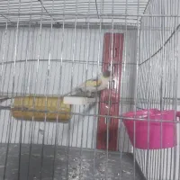 دو عدد قناری قرص|پرنده|محمدیه-قزوین, |دیوار