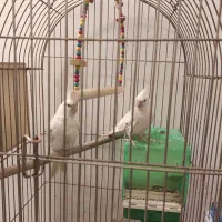 جوجه عروس هلندی آلبینو سفید و لوتینو|پرنده|شیراز, تندگویان|دیوار