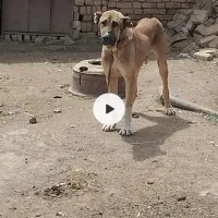 سگ .
