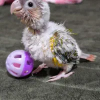 گرینچیک و عروس هلندی