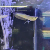 آروانا سیلور ۲۰سانت