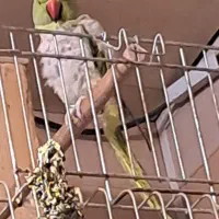 ملنگو ماده