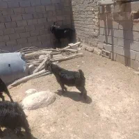 ۵عدد کهره دوتا نر ۳تا ماده