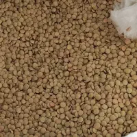 عدس پلویی|خوردنی و آشامیدنی|شیراز, شیخ علی چوپان|دیوار