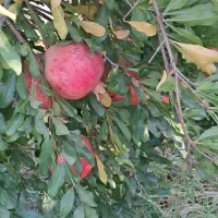 انار|خوردنی و آشامیدنی|شیراز, احمدی جنوبی|دیوار