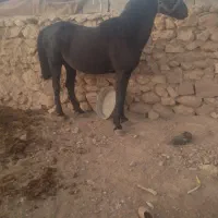 نریون مشکی شیش دنگ سواری دار