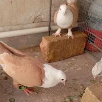 کله سفید|پرنده|سبزوار, کهنه آب|دیوار