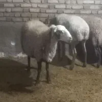 شکه مای چاق|حیوانات مزرعه|کلیائی, |دیوار