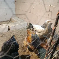 جوجه و تخم برهما