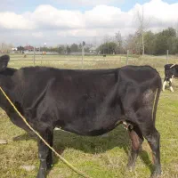 گاو چالوسی  دورگ حامله|حیوانات مزرعه|سنگر, |دیوار