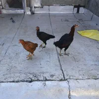 مرغ لاری اوشامو