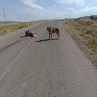 سگ سرابی گله ای بشرط|سگ|بستان آباد, |دیوار