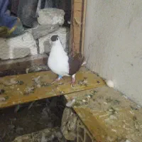 کبوتر ساده