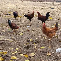 خروس کردی محلی|حیوانات مزرعه|جوانرود, |دیوار