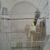پرنده
