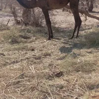 شتر ماده فروشی