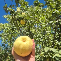 به تازه|خوردنی و آشامیدنی|شیراز, شهرک گلستان شمالی|دیوار