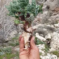 گنبو نر