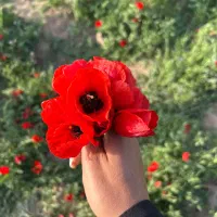 ادمین تولیدمحتواهستم