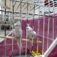یک جفت عروس هلندی ایزی بلا ده ماهه