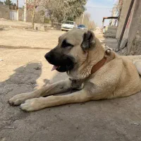 سگ سرابی نر