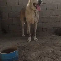 حیوان افغان س.گ