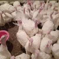 بوقلمون درجه یک|حیوانات مزرعه|قیدار, |دیوار