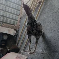 یک عدد خروس لاری به فروش می‌رسد