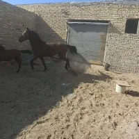 مادیون کرد با کره|اسب و تجهیزات اسب‌سواری|نظرآباد, نجم آباد|دیوار