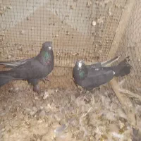 کبوتر|پرنده|شهرکرد, |دیوار