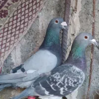 چند جفت کبوتر جفتگاه و پرشی
