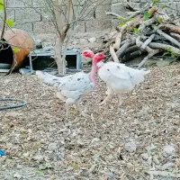 مرغ لاری ماداگاسکار