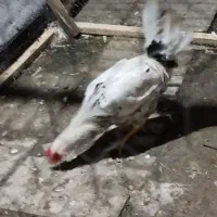 خروس گلین لری ریشو|حیوانات مزرعه|املش, |دیوار