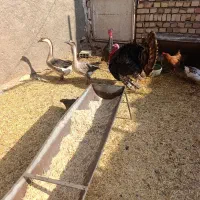 بوقلمون قوغاز مرغ خروس|حیوانات مزرعه|قرچک, فردیس|دیوار