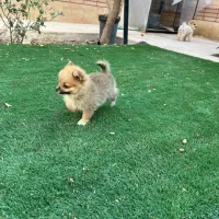 پامر مینیاتوری ریز ماده پاکوتاه