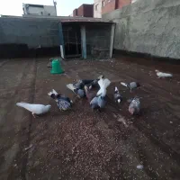 کبوتر های تهرانی و کاشانی کفتر قفس هم فروشی