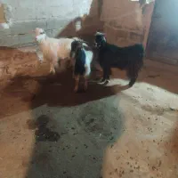 سه راس بز داشتی و مالچه،درجه یک برای داشت