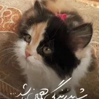 گربه ماده|گربه|نقده, |دیوار