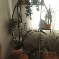 استند گل ،کارکرده|گل و گیاه طبیعی|تهران, جوادیه|دیوار