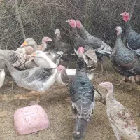 فروش ۱۳ عدد بوقلمون نر وماده|حیوانات مزرعه|رودسر, |دیوار