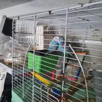 مرغ عشق  یک جفت خوش رنگ وخوش صدا|پرنده|ایزدشهر, |دیوار