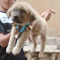 توله پژدر نر آخرت نسل